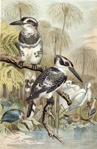 Brehms Tierleben」のプレート「Pied Kingfisher」。Allgemeine Kunde des Tierreichs", vol.5, p.60 (Bibliographis Institut発行)