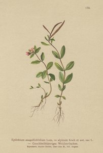 Pimpernel Willowherb（Epilobium anagallidifolium、Epilobium alpinum） 作： German School