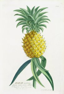 ヨハン・ヤコブ・ハイド（1704-67）によって彫刻されたパイナップル