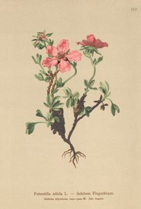ピンクのチンクエホイル（Potentilla nitida）