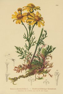 羽状ラグワート（Senecio abrotanifolius、Jacobaea abrotanifolia） 作： German School