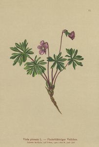 Pinnate Violet（Viola pinnata）