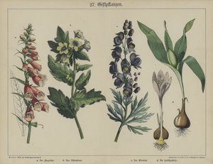植物（カラーリトグラフ 作： German School
