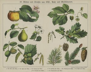 植物（カラーリトグラフ 作： German School