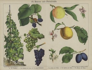 植物（カラーリトグラフ 作： German School