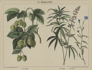植物（カラーリトグラフ