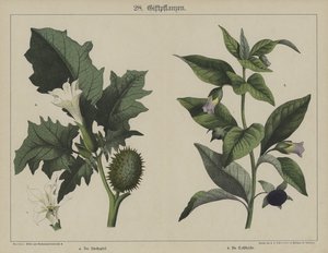 植物（カラーリトグラフ