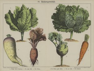 植物 作： German School