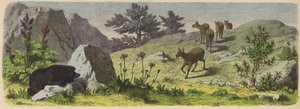 アジアの山地の植物と動物（カラー彫刻版 作： German School