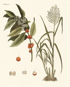 暑い国の植物 作： German School