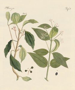 暑い国の植物 作： German School