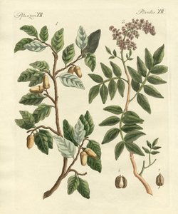 暑い国の植物 作： German School