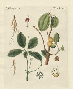 暑い国の植物 作： German School