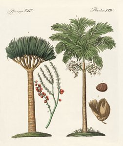 暑い国の植物 作： German School