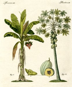 暑い国の植物 作： German School