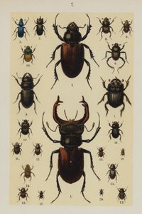 The Young Beetle-Collector