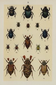 The Young Beetle-Collector
