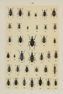 The Young Beetle-Collector