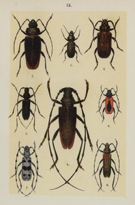 The Young Beetle-Collector