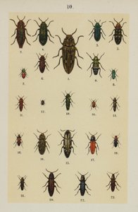 The Young Beetle-Collector