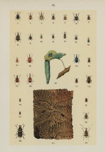 The Young Beetle-Collector