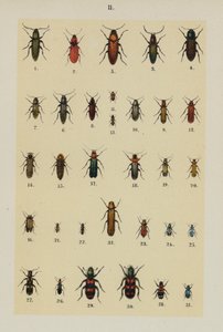 The Young Beetle-Collector