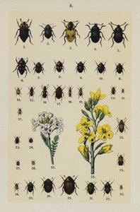 The Young Beetle-Collector