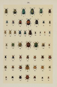 The Young Beetle-Collector