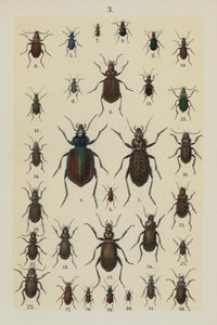 The Young Beetle-Collector