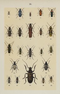 The Young Beetle-Collector