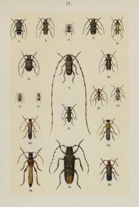 The Young Beetle-Collector