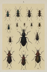 The Young Beetle-Collector