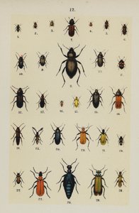 The Young Beetle-Collector