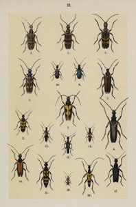 The Young Beetle-Collector