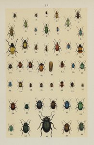 The Young Beetle-Collector
