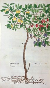 梅の木、レオンハートフックス（1501-66）による植物標本からの植物プレート、バーゼル、1543年に公開 作： German School