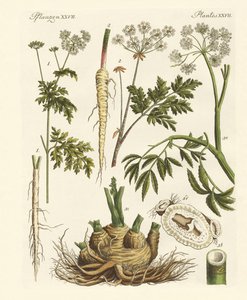 有毒なドイツの植物 作： German School