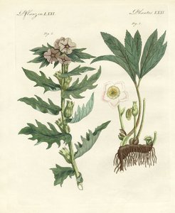 有毒なドイツの植物 作： German School