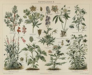 毒のある植物（カラーリトグラフ 作： German School