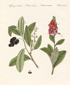 有毒植物 作： German School