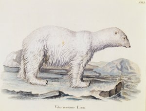 ホッキョクグマ（Ursus maritimus）、Johann Christian Daniel von Schreber（1739-1810）著『Mammals illustrated from Nature with descriptions』（Mammals illustrated from Nature with description）より、Marechalの絵の後にIC Bockが彫ったもの、第3巻、141表、ドイツ