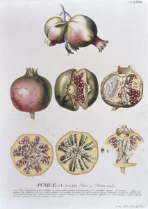 植物の本、パブからヨハンヤコブハイド（1704-67）版72によって刻まれたザクロ。オーガスタス・ヴィンド 作： German School