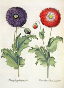 ポピー：1.Papaverは複数の肉を咲かせます。 2.Papaver複数の紫色の花、バジルベスラーによるEystettensis（1561-1629）、パブ。 1613