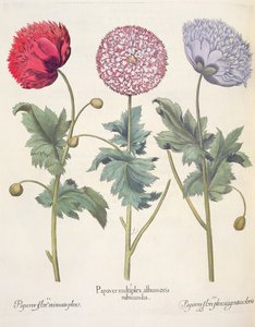 ポピー、赤1.Papaver複数のアルバム。 2.PapaverブルームMiniatoプレナム; 3.Papaver plensargenteiの花の色、バジル・ベスラーのEystettensis（1561-1629）、パブ。 1613