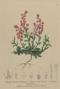 プレアルパインミルクワート（Polygala alpestris、Polygala amara var。aut。pl。、Polygala brachyptera） 作： German School