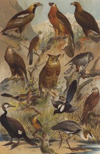 略奪する鳥 作： German School