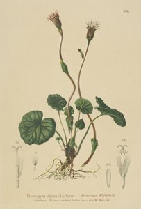 紫色のコルツフット（Homogyne alpina） 作： German School