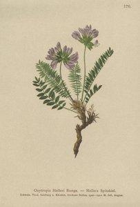 パープルオキシトロピス（Oxytropis States） 作： German School