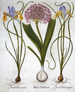紫の感覚、およびHortus Eystettensisからのスペインのアイリス、バジルベスラー（1561-1629）、パブ。 1613（手塗りの彫刻） 作： German School