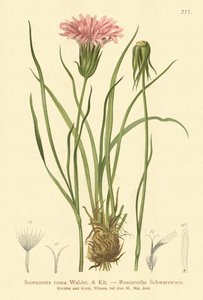 パープルバイパーグラス（Scorzonera rosea、Scorzonera purpurea subsp。rosea） 作： German School